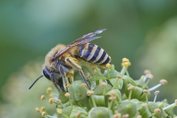 Nr. 03/03 - Colletes hederae (Efeu-Seidenbiene) - Dinslaken-Hiesfeld Kirchstraße gegenüber vom Mühlenmuseum ( 20.09.2018 )