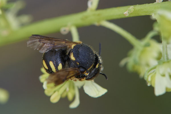 Nr.1116 - Anthidium strigatum f / Kleine Harzbiene - OB Zeche Sterkrade - 51°31`11.24" 6°50`15.70" - (10.08.2019)