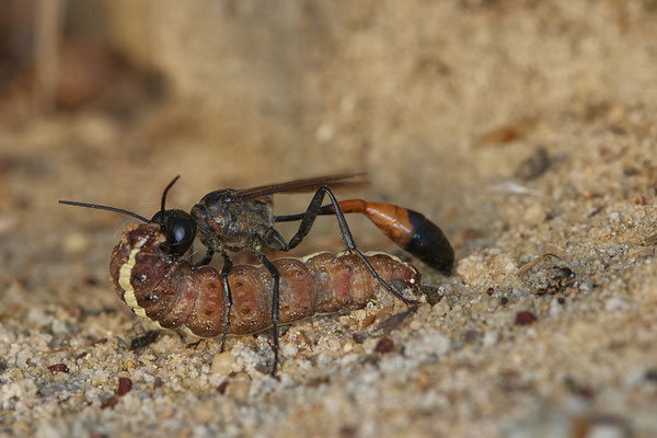 Nr.18/10 - Ammophila sabulosa mit Raupe vom Eulenfalter - LMB - (19.10.2018)