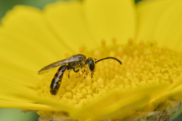 Lasioglossum spec