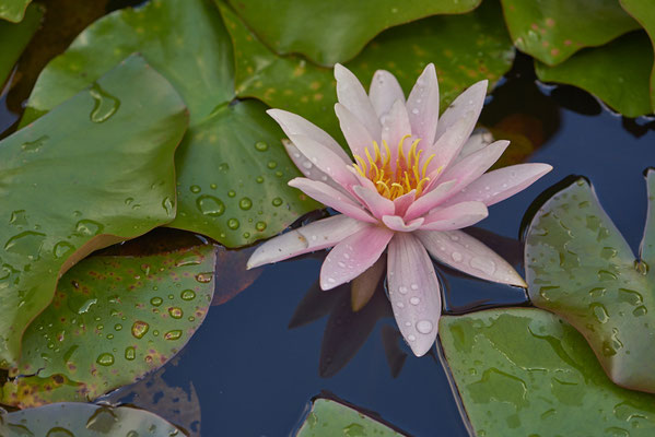 Seerose
