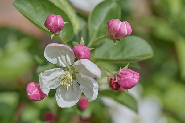 Apfelblüte
