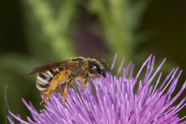 Nr.0737 - Halictus scabiosae / Gelbbindige-Furchenbiene - OB Neue Mitte 2 - 51°29`13.68" 6°53`13.28" - (18.06.2019)