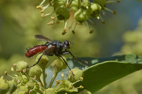 Nr.08/10 - Raupenfliege (Cylindromyia bicolor) - OB-Weiherstr. 116 (03.10.2018)