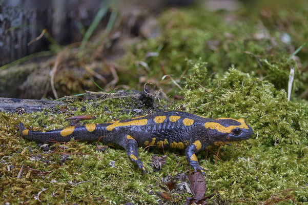 Feuersalamander