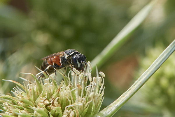 Hylaeus variegatus - Dinslaken Emschermündung - 51°33`56.26" 6°41`27.74" - (12.08.2020) - Rote Liste: Kategorie 3: Gefährdet