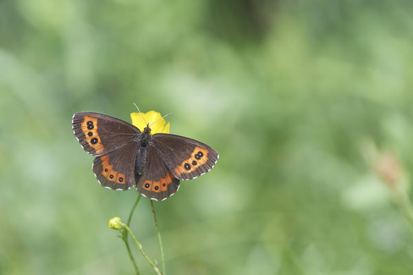 Weißbindiger Mohrenfalter - (Urlaub im Allgäu / Bayern vom  08.07. bis 17.07.2022)