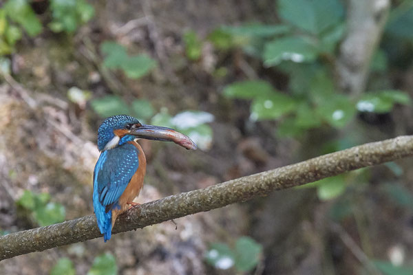 Eisvogel - Fischübergabe als Brautgeschenk - Serie von 6 Fotos - (19.05.2020)