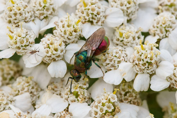 Hedychrum rutilans