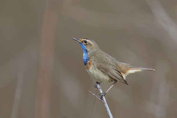 Blaukehlchen