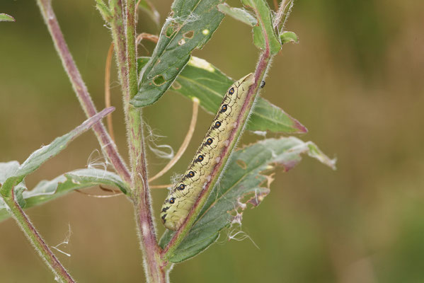 Nachtkerzenschwärmer - 4 waren vor Ort - Essen - (05.08.2022)
