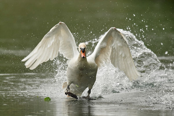 Höckerschwan