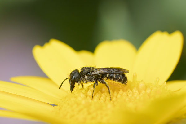 Heriades truncorum
