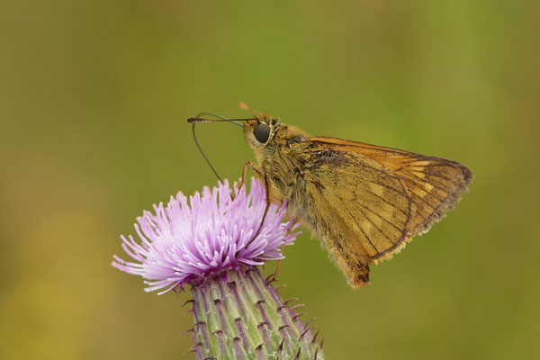 Rostfarbige Dickkopffalter - NL - am Deich Pannerdensch Kanal- (27.06.2021)