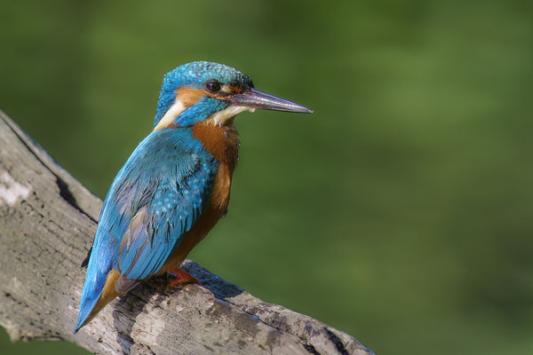 Eisvogel