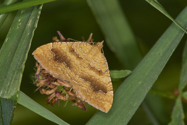 Camptogramma bilineata / Ockergelber Blattspanner - BOT Prosper Park - (04.07.2019)