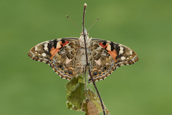 Distelfalter