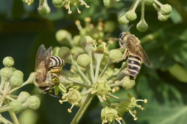 Nr.11-1/04 - Colletes hederae (Efeu-Seidenbiene) - Anzahl >20 - MG Nordring/Neusserstr. (08.10.2018)