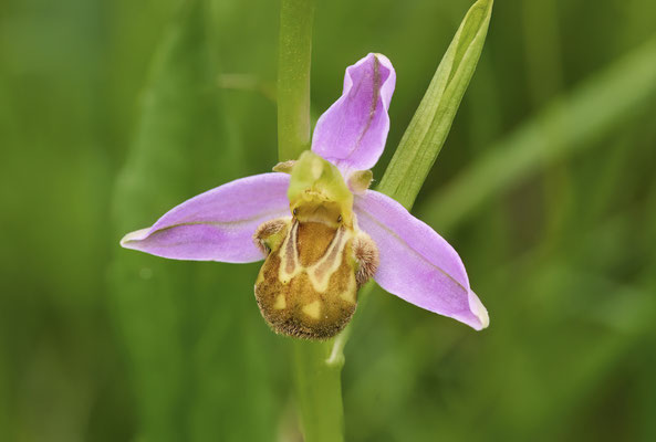 Bienen-Ragwurz