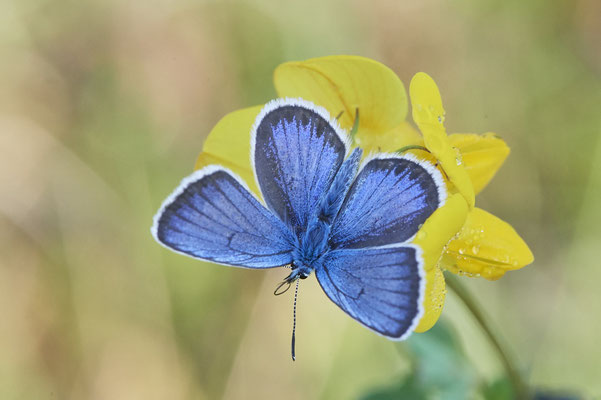Argus-Bläuling - Vom 13.6. bis 20.6.2021 Urlaub im Allgäu