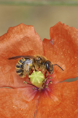 Nr.0915 - Halictus scabiosae / Gelbbindige-Furchenbiene - OB LMB - 51°29`11.55" 6°53`53.48" - (28.06.2019)