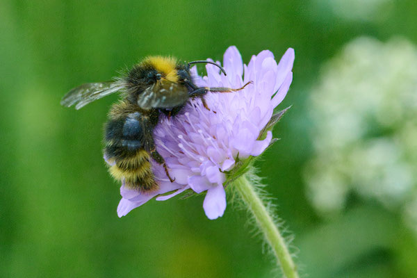 Wald-Kuckuckshummel / Norwegische-Kuckuckshummel