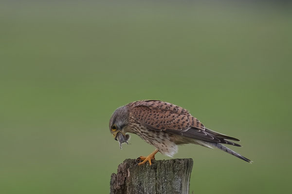 Turmfalke mit Maus 2