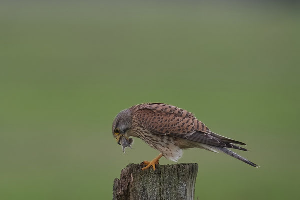 Turmfalke mit Maus 2