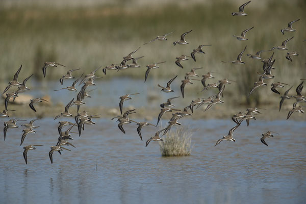 Seeregenpfeifer ( Naturpark Albufera )