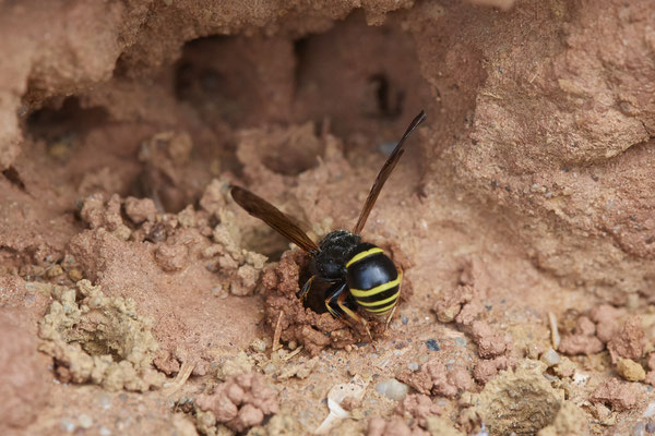 Nr.0594 - Odynerus spinipes / Gemeine Schornsteinwespe - Nabu-Naturschutzhof Nettetal - 51°19`29.92" 6°15`01.26" - (23.05.2019)