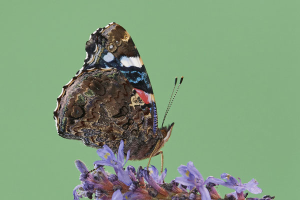 Admiral