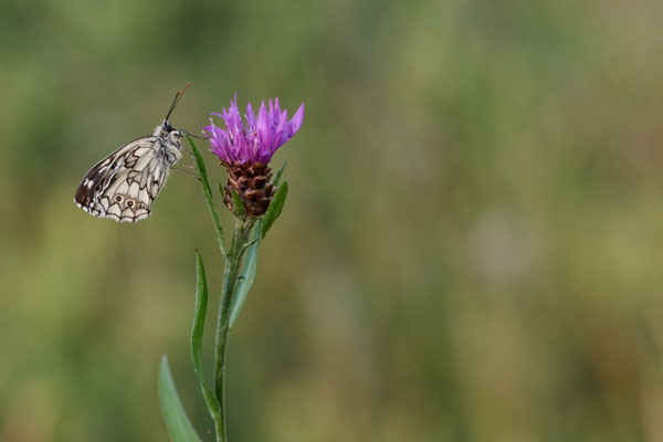 Schachbrettfalter