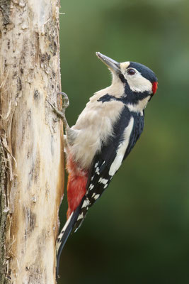 Buntspecht - Männchen