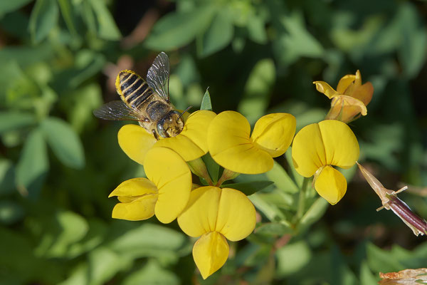 Nr.1246 - Megachile pilidens / Filzzahn-Blattschneiderbiene - Herten Zeche Ewald - 51°34`21.86"  7°08`50.28" - (31.08.2019)