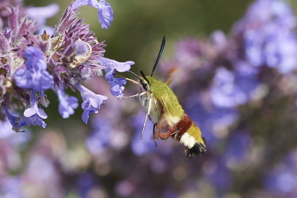 Hummelschwärmer - er erreicht dabei bis zu 80 Kilometer in der Stunde - (Urlaub im Allgäu / Bayern vom  08.07. bis 17.07.2022)