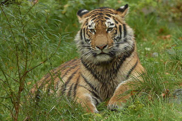 Tiger - Zoo Duisburg