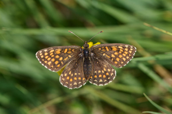 Wachtelweizen-Scheckenfalter