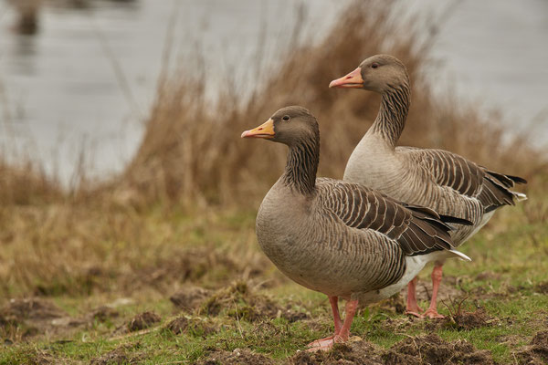 Graugans - Belgien - Bree - De Luysen Mariahof - (06.02.2019)