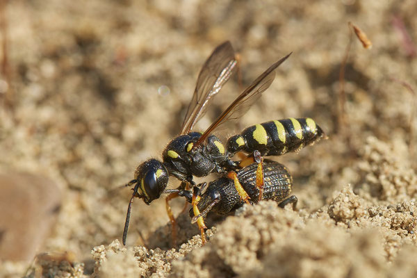 Nr.0815 - Cerceris arenaria / Sandknotenwespe - OB LMB - 51°29`11.55" 6°53`53.48" - (24.06.2019)