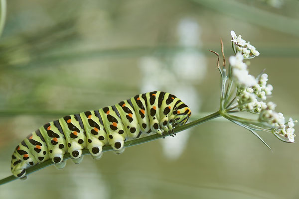  Papilio machaon / Schwalbenschwanz - DIN Emschermündung - 51°33`43.02" 6°41`27.86" - (22.09.2019)