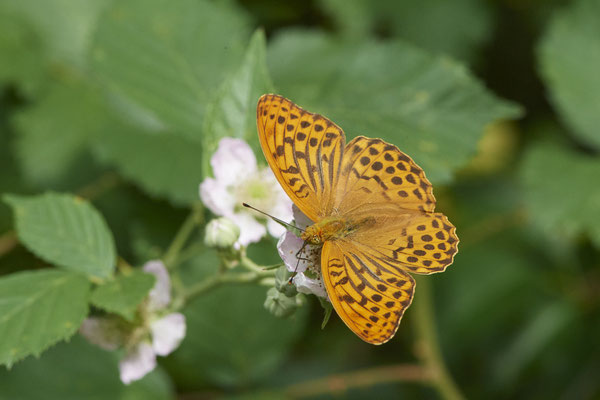 Kaisermantel - Hünxe - (25.06.2022)