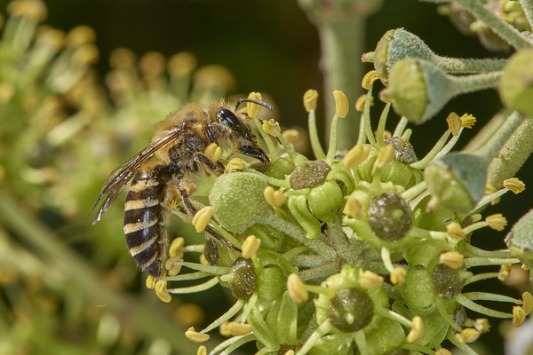 Nr.09/01 - Colletes hederae (Efeu-Seidenbiene) - OB Lübeckerstr. 6 (05.10.2018)