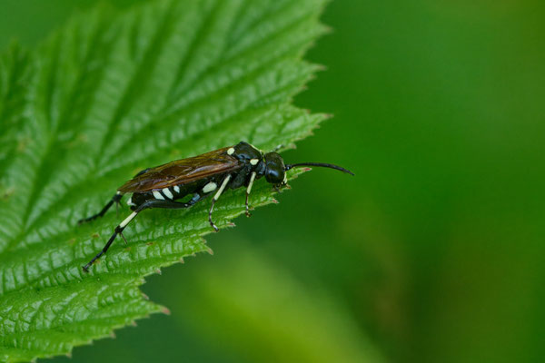 Macrophya duodecimpunctata - Garten