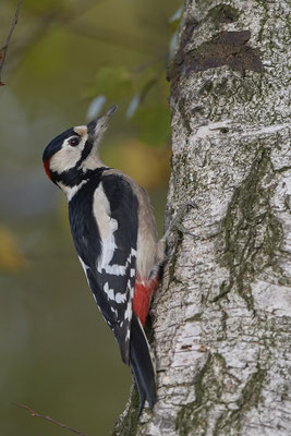 Heute war Spechttag - Buntspecht Männchen - (22.11.2019)