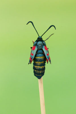 Schlupf vom Sechsfleck-Widderchen