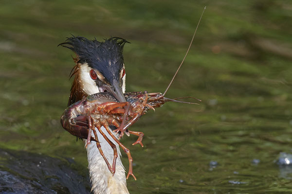 Haubentaucher & Flusskrebs ( Roter Amerikanischer Sumpfkrebs - Procambarus clarkii )