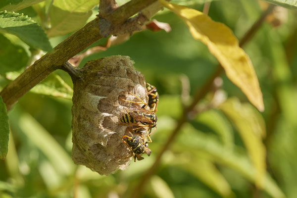 Nr.0867 - Polistes Nest 3 - OB LMB - 51°29`11.55" 6°53`53.48" - (27.06.2019)