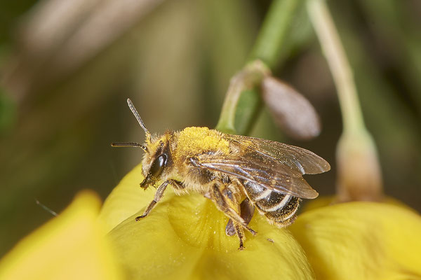 Andrena ovatula - Renaturierte Kiesgruben in Weeze - (13.05.2021)