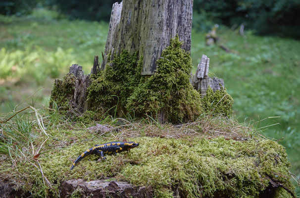 Feuersalamander