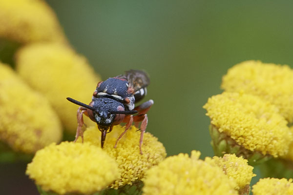 Nr.1176 - Epeolus variegatus / Gewöhnliche Filzbiene - WES Lippedünen Aaper Vennekes - 51°39`12.73"  6°40`40.66" - (12.08.2019)